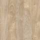 24229 Chester Oak