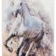 TOK235 White Horse